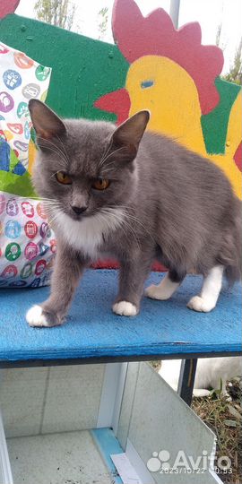 Кошки в добрые руки бесплатно