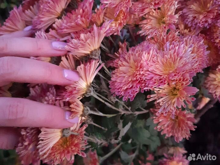 Хризантема корейская саженцы