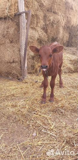 Телёнок. Телка