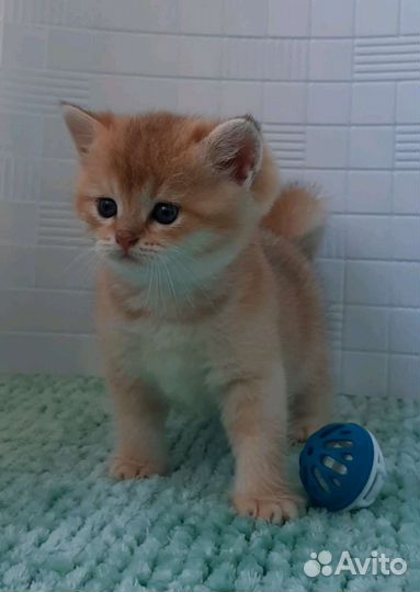 Британская золотая шиншилла