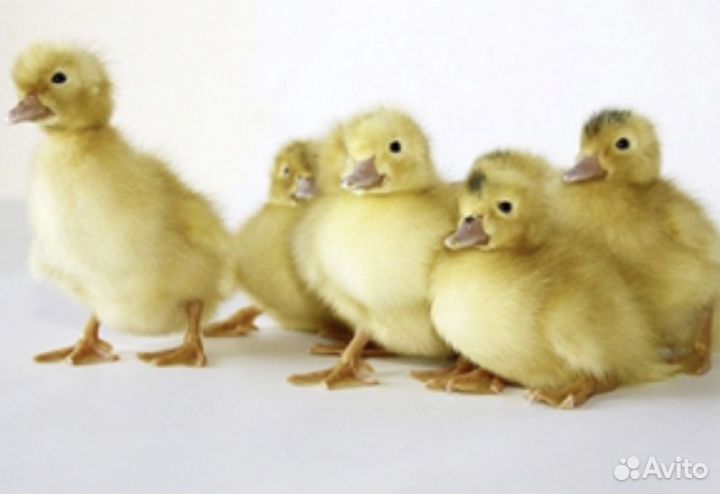 Утята Мулард