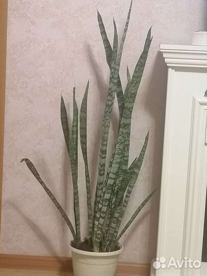 Сансевиерия