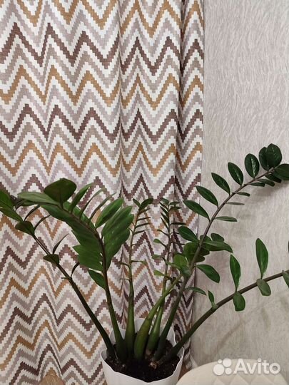 Замиокулькас