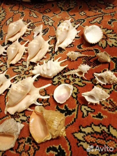 Морские ракушки