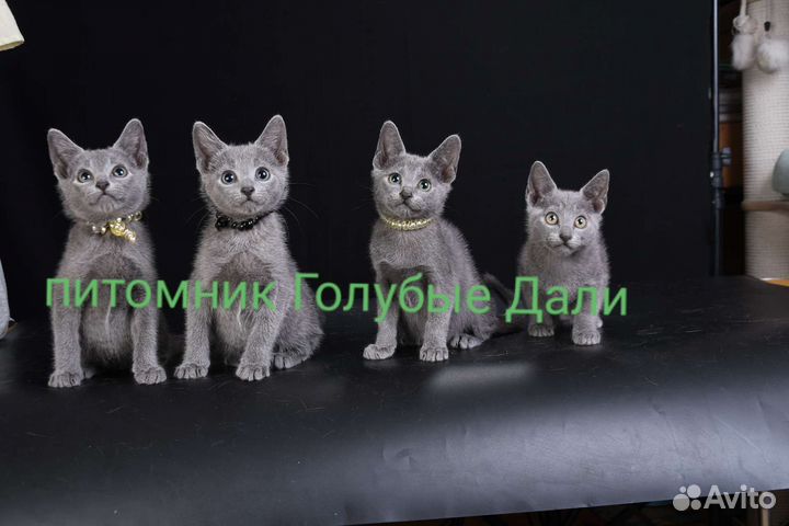 Русская Голубая котята