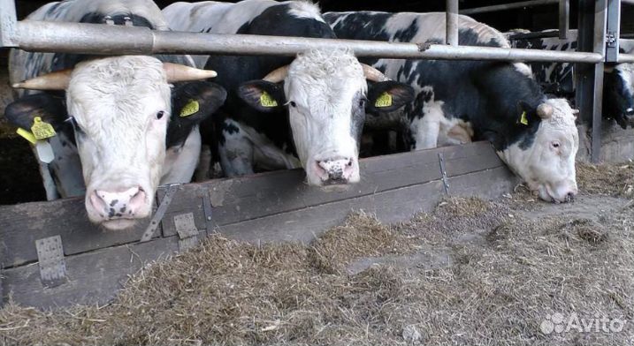 Бычки телята отборные