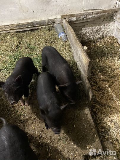 Вьетнамский вислобрюхий хряк