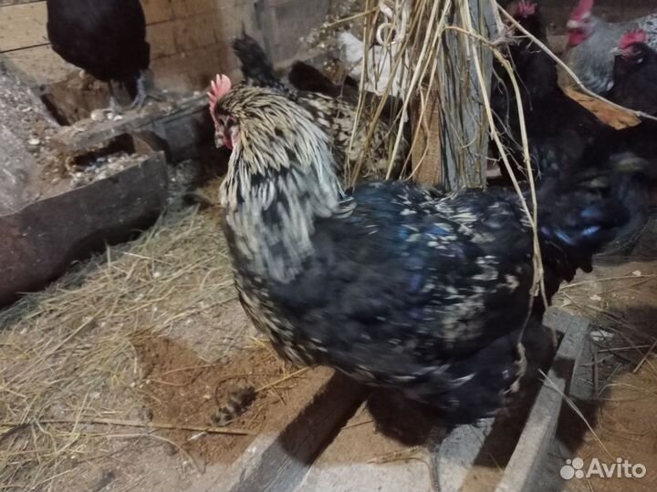 Молодые петушки