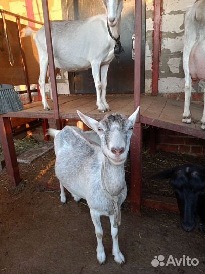 Коза дойная