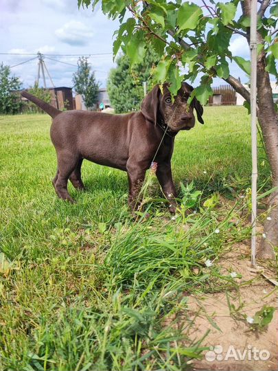 Щенки курцхаара