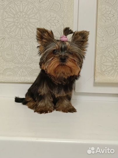 Супер mini девочка