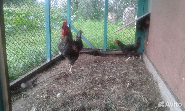 Куры несушки