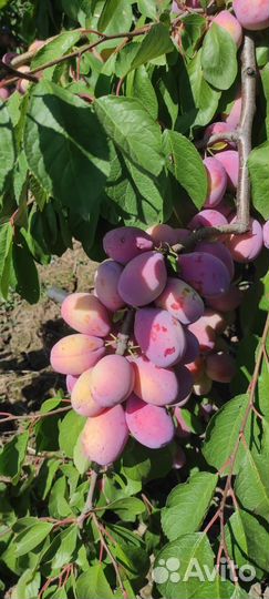 Саженцы разных сортов