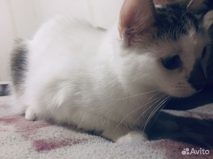 Японский бобтейл кошка одам добрый руки