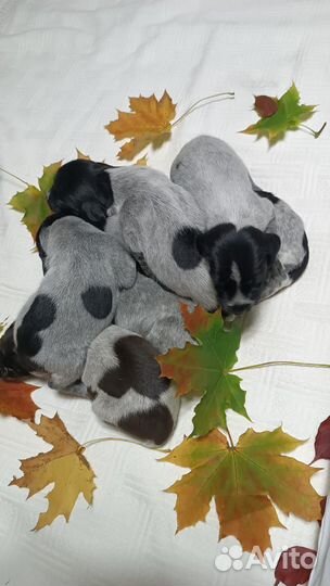 Щенки дратхаара