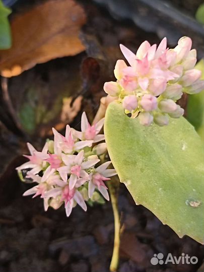 Седум (очиток) видный