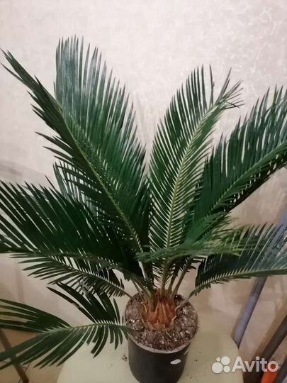 Пальма цикас