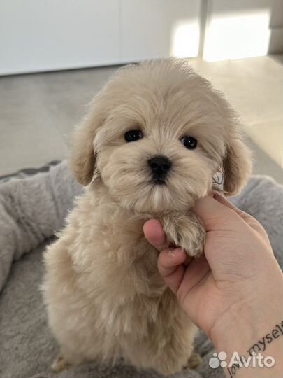 Мальтипу f1 micro