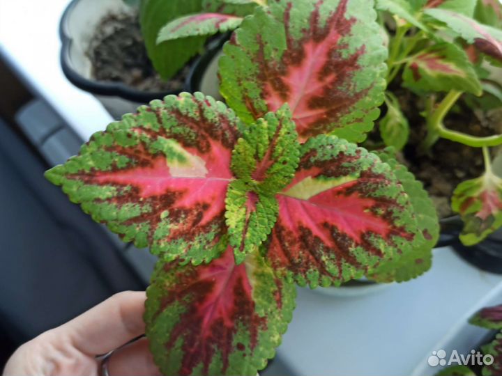 Колеусы вегетативные