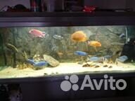 Боции клоуны большие и цихлиды северумы.дельфины.а