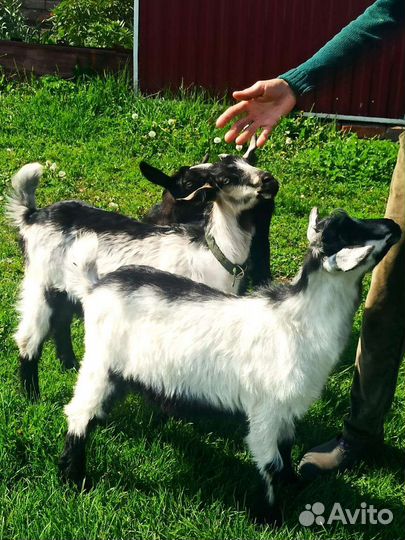 Коза дойная