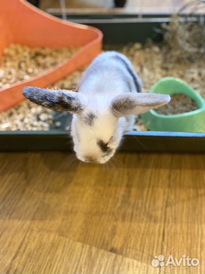 Декоративные кролики вислоухие