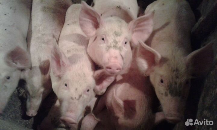 Поросята крупная белая