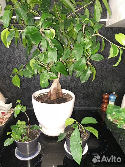 Фикус пуансетия спатифиллум комнатные растения
