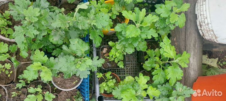 Хризантемы мультифлора