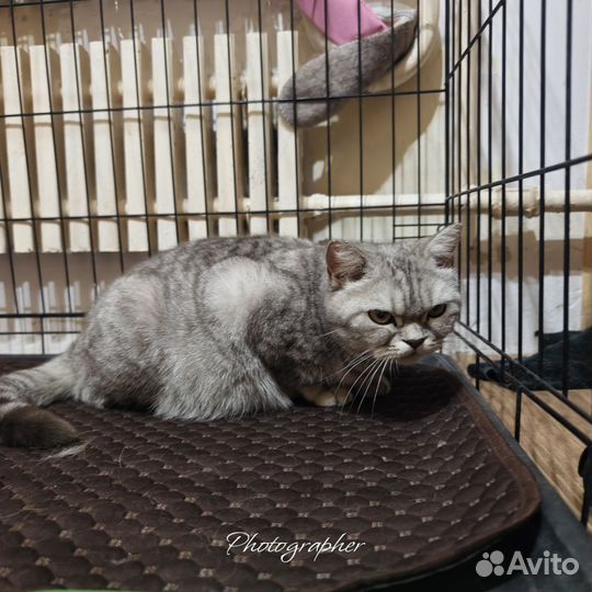 Шотландская кошка