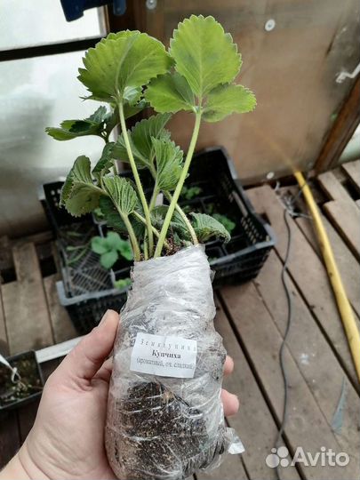 Саженцы клубники О, К, С