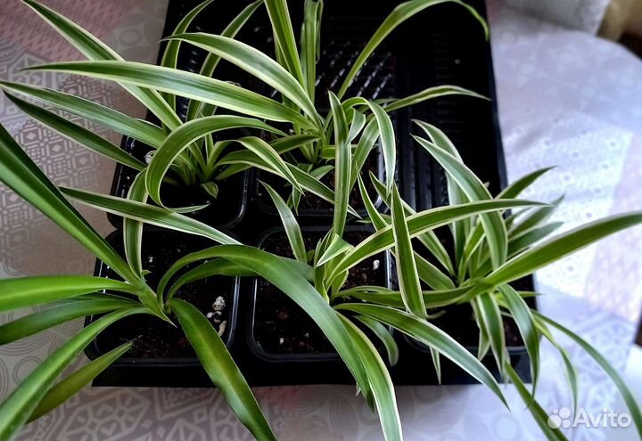 Хлорофитум