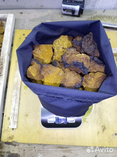 Чага березовая от сборщика