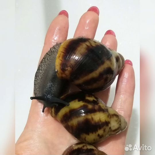 Улитка Архахатина Маргината, вентрикоза, бенин