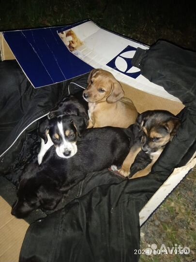 Щенки в добрые руки