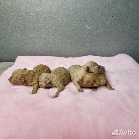 Бронирование щенков мальтипу ф1 maltipoo f1