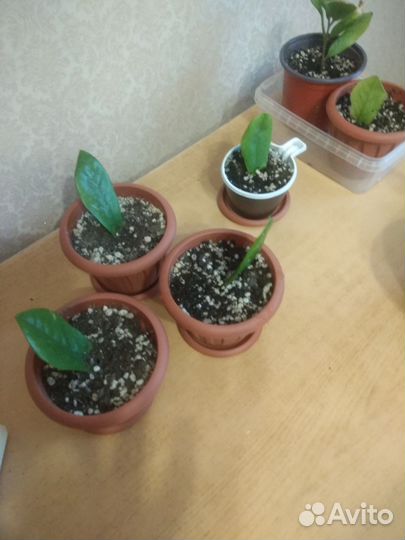 Замиокулькас