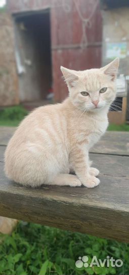 Кошка в дар бесплатно