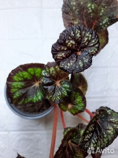 Бегония декоративно лиственная