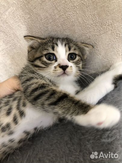 Котята только в добрые руки