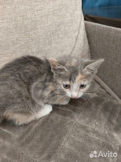 Милая Мелисса