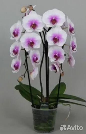 Орхидея фаленопсис Моушен