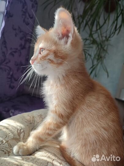 Котенок, мальчик