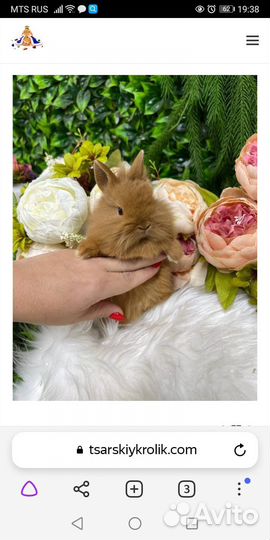 Кролики ручные миниатюрные