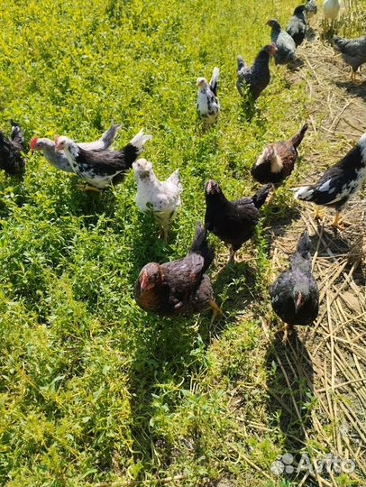 Петушки на племя