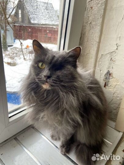 Кошка Герцогиня в добрые руки