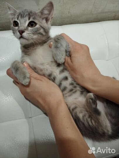 Шотландская