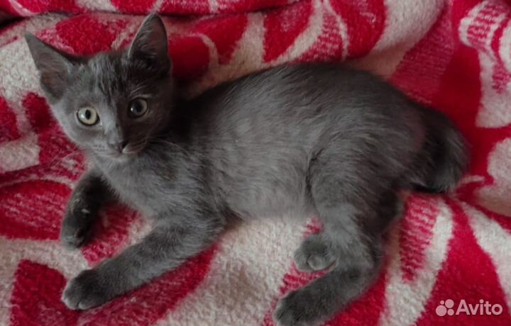 Котенок девочка
