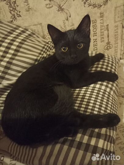 Котëнок
