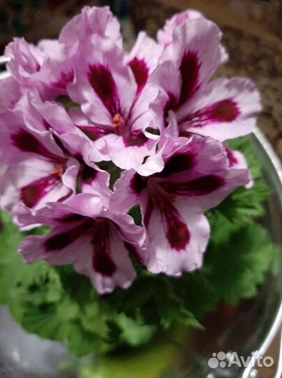Пеларгония герань
